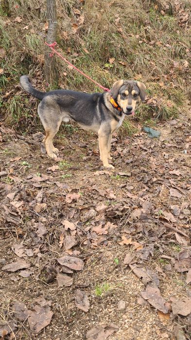 Câine de vânătoare