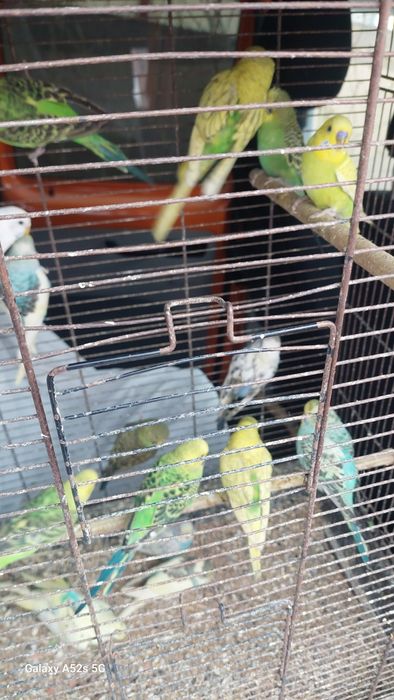 Perusi.Nimfe.Micul Alexandru.