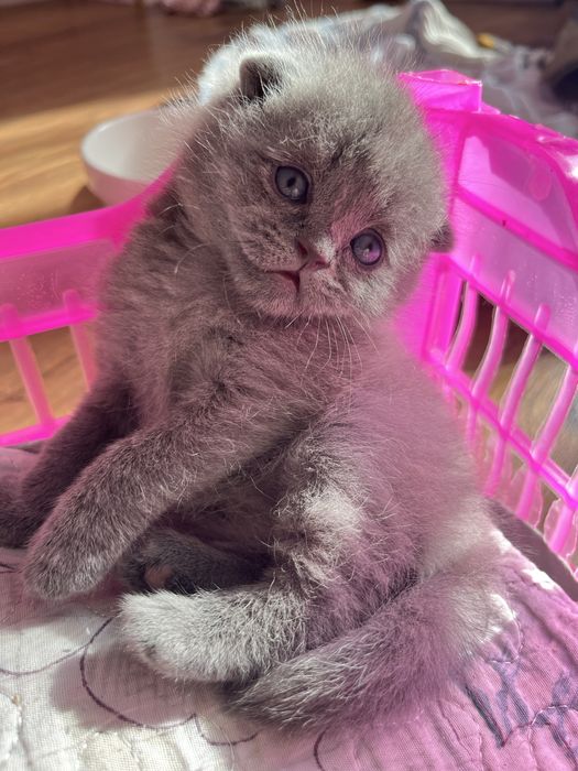 Шотлански висалухий