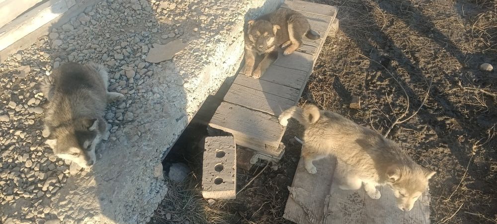 Отдам щенков бесплатно