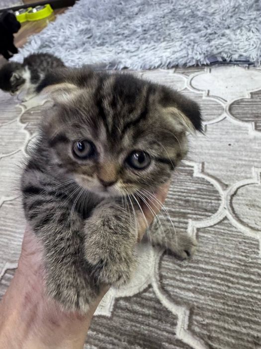 Котенок Скотиш фолд,девочка