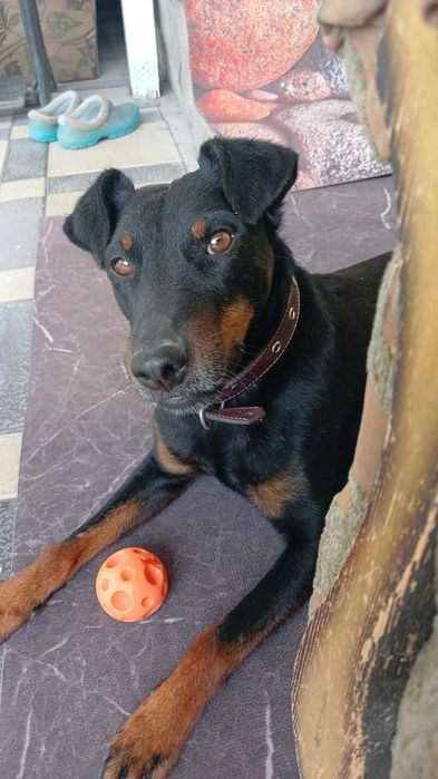 Ягдтерьер мальчик.Только вязка