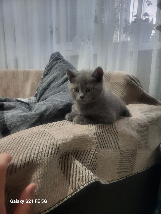 Британский котик