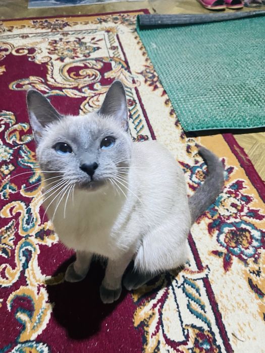 латок,ошейниктерімен