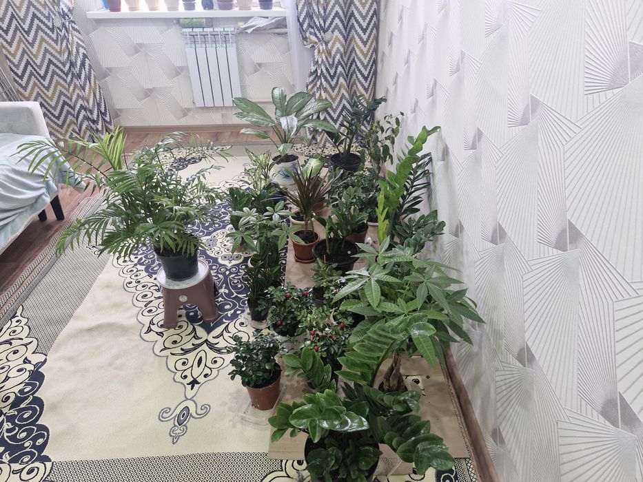 Домашние цветы разные