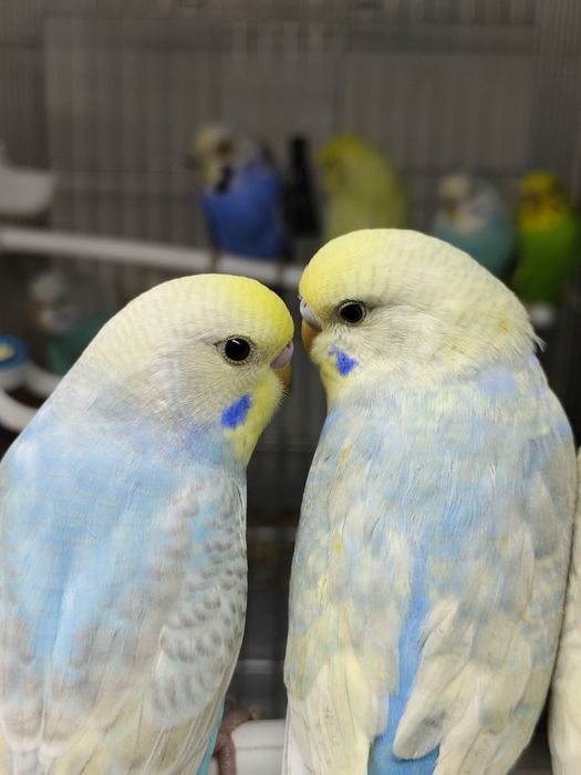 Продам попугай радужный