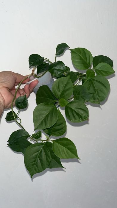 Цветочки разные по доступной цене