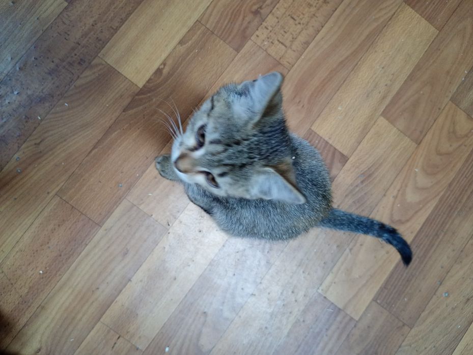 Отдам котят в добрые руки