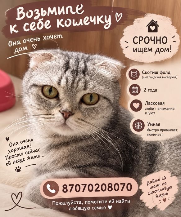 Шотландская вислоухая кошка ищет дом