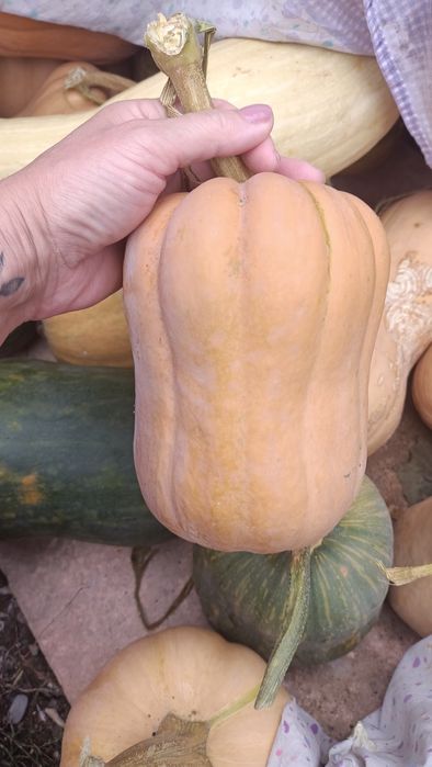 Тыква с огорода спелая