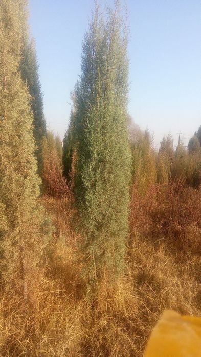 archalar bor sotiladi