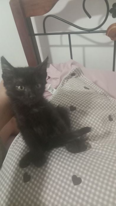 Котенок 5 месяцов