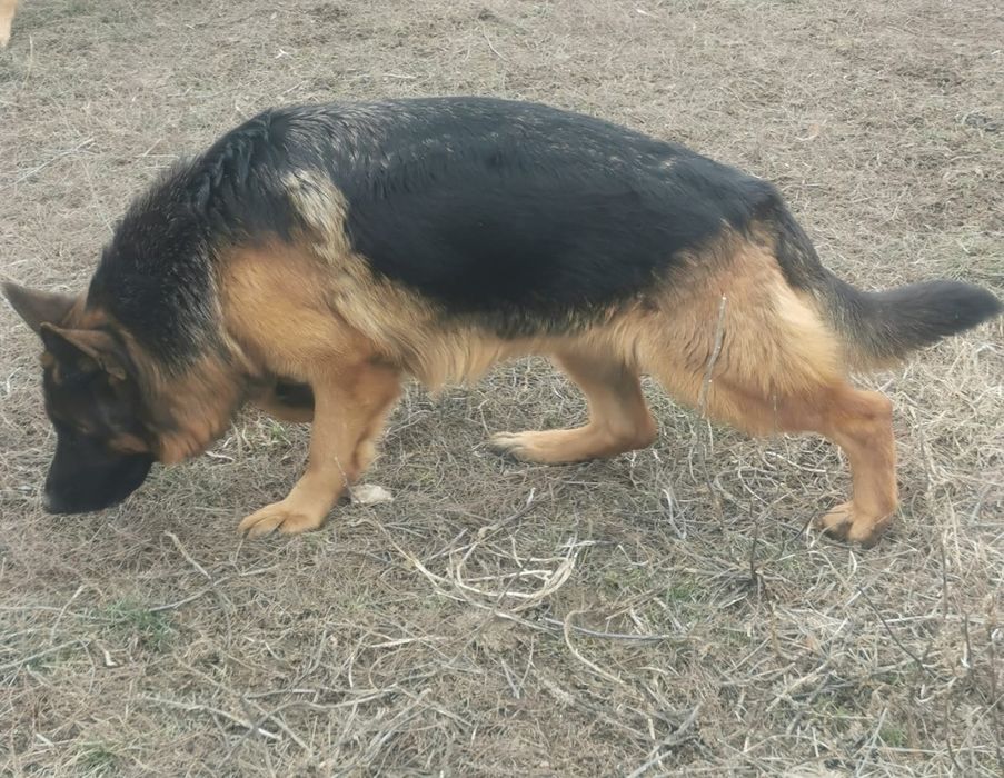 Pui ciobănesc german