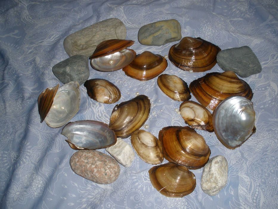 продам лом озерных ракушек