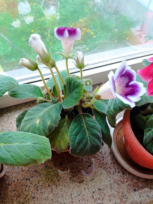 Комнатные цветы дом