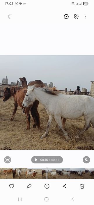 Буаз бие байталымен