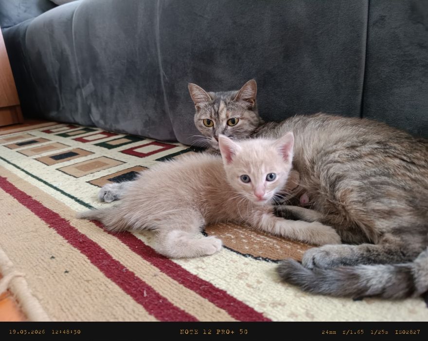 Отдам котёнка в хорошие руки