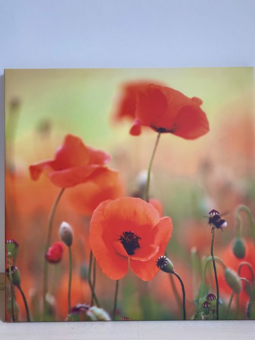 Tablou cu maci pe pânză