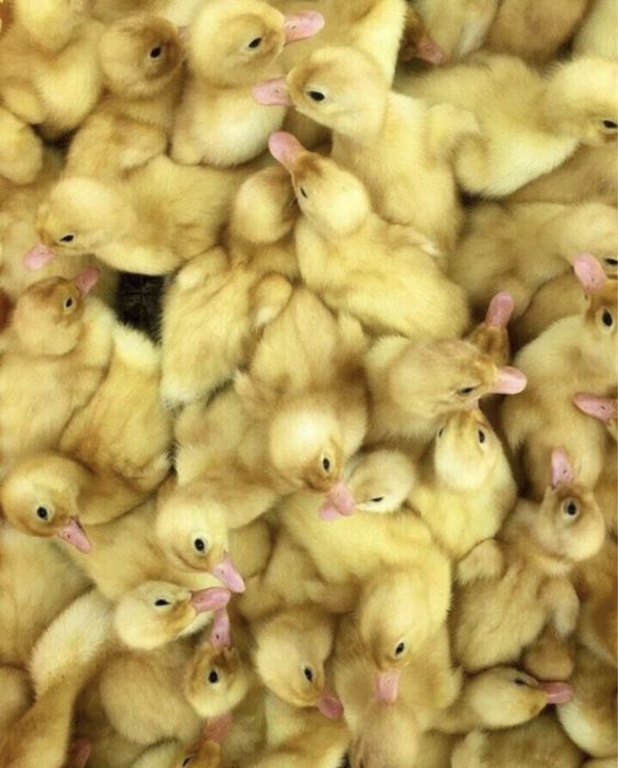 Утята Агидель, муларды, ст 5