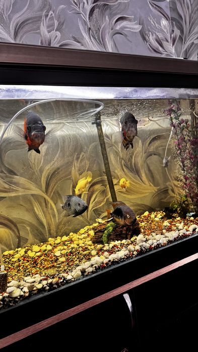 Продам аквариум 350 литров