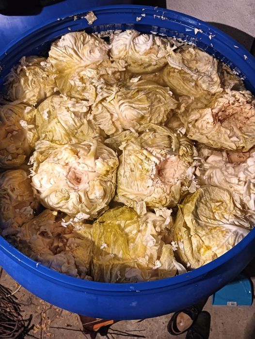 Varza murata românească de Buzau