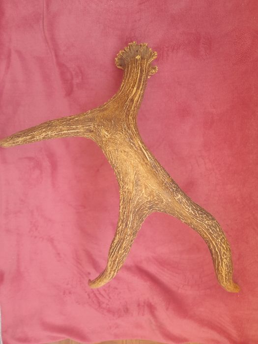 Рога для Сувенира