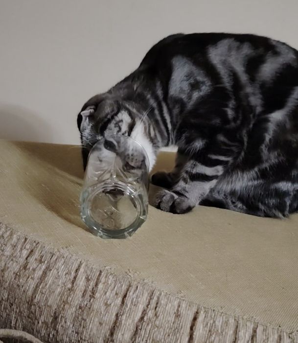 Шикарный игривый кот