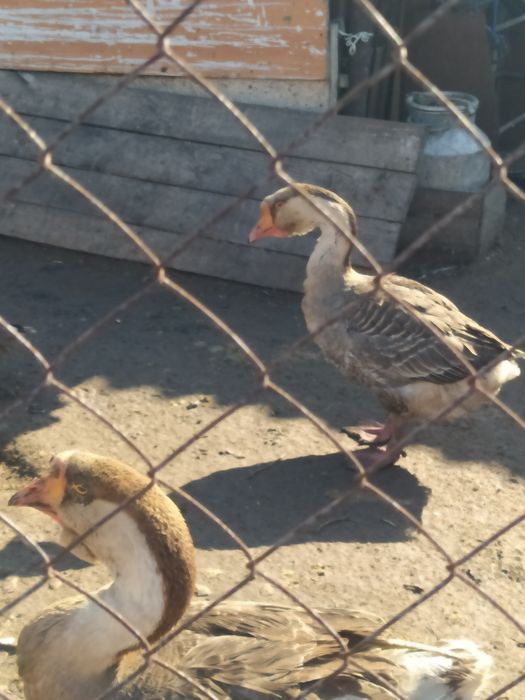 Продам Яйца гусят.