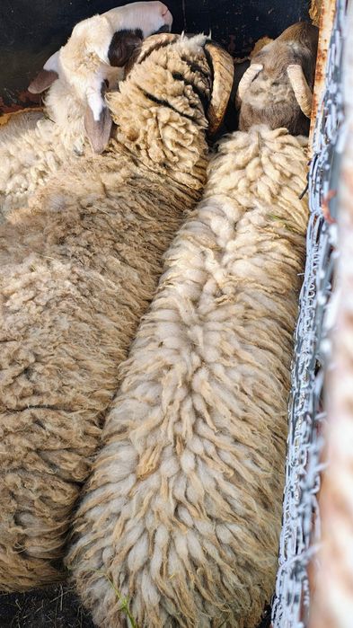 Продавам 2бр КОЧОВЕ