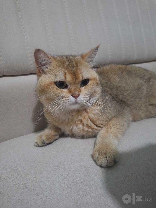 Шотландские и британские котята шиншиллы, 2 мес