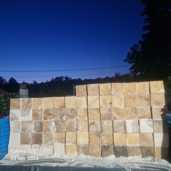 CHERESTEA    Rășinoase MOLID / BRAD.