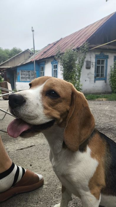 Продам собаку Бигль