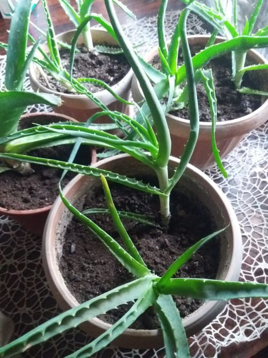 Алоэ, алоэ вера + подарок