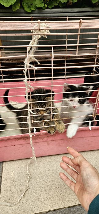 Братишки котики в поисках хозяина!