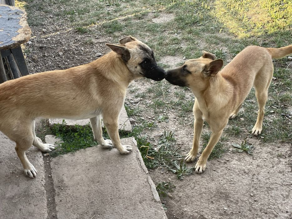 Catelusi Malinois,spre adoptie!
