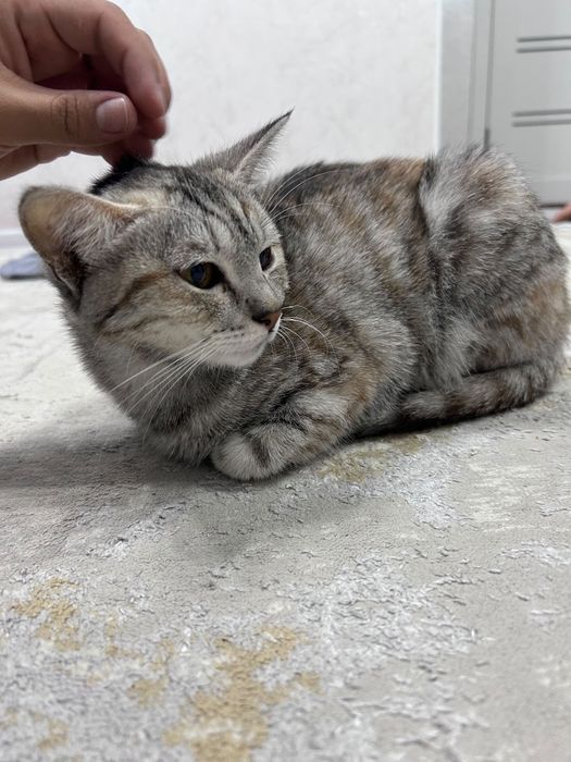 Ищу новый домик котику