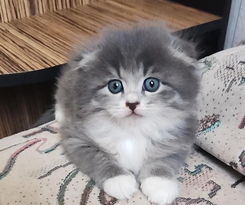Продам котят по 5к
