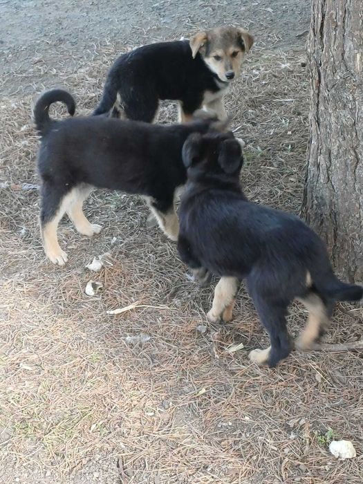 Щенки в добрые руки