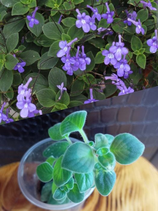 Комнатные растения