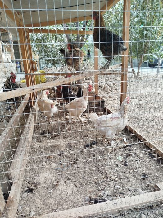 Uy tovuqlari 1.5 yillik