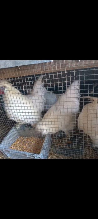 Cocosi matase japoneza