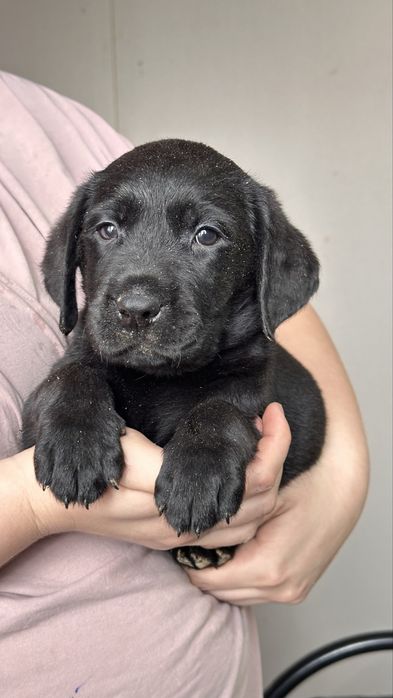 Щенки лабрадора