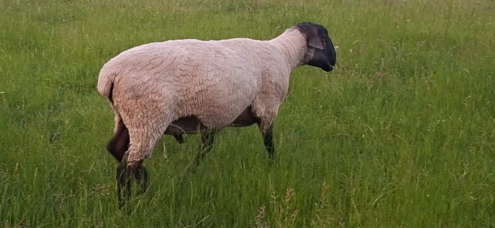 Vand 1 berbec din rasa Suffolk