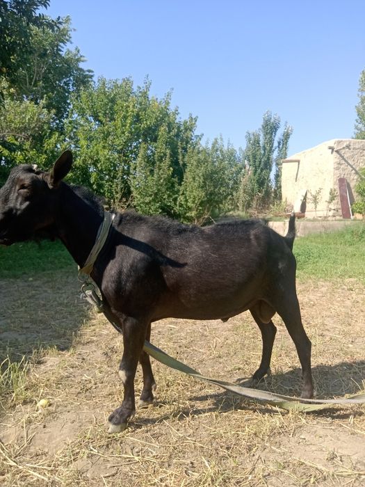 Asl zotli zanen echki sarkasi bilan sotiladi