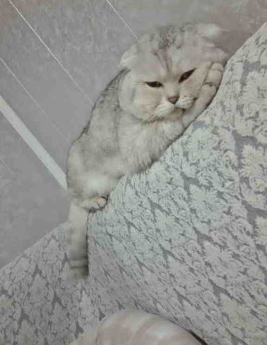 Зотдор мушукчлар ойлик Шиншилла фолд Йокимтой Латок билади овкат йиди.