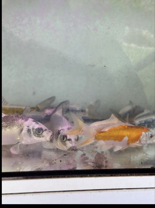 Pesti de iaz koi,Caras auriu