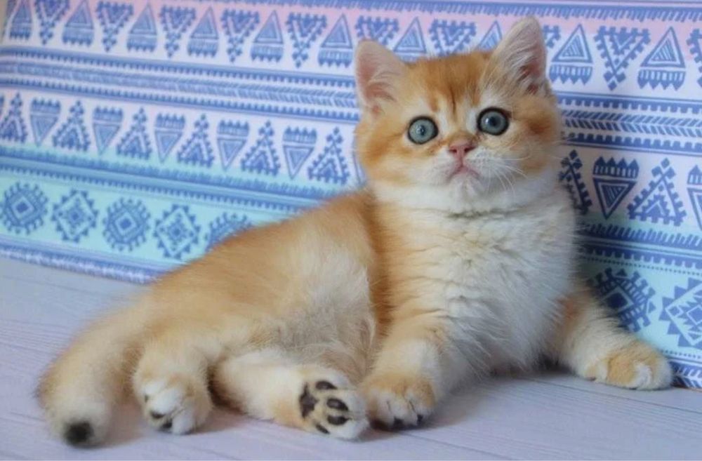 Продается золотой котёнок золотая Шиншила Ny12