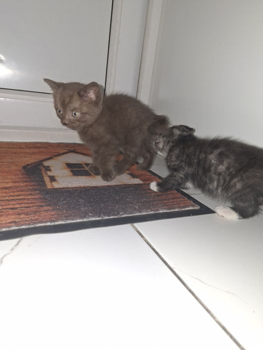 Дарю котят девочек