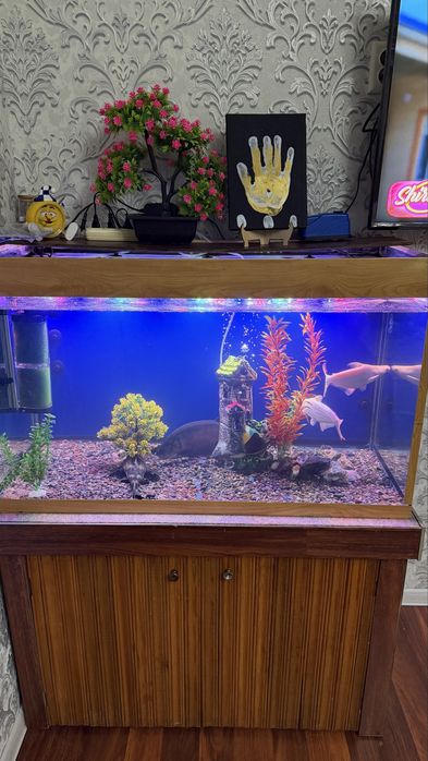 Аквариум с рыбами