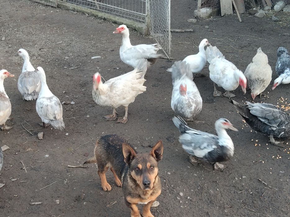 Vând rată.   mută